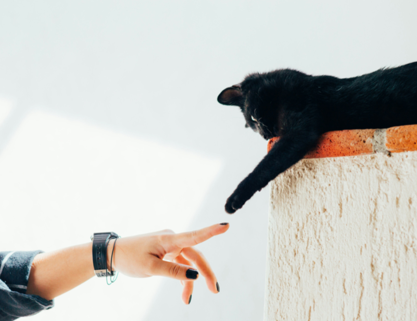 Gatto tocca la donna