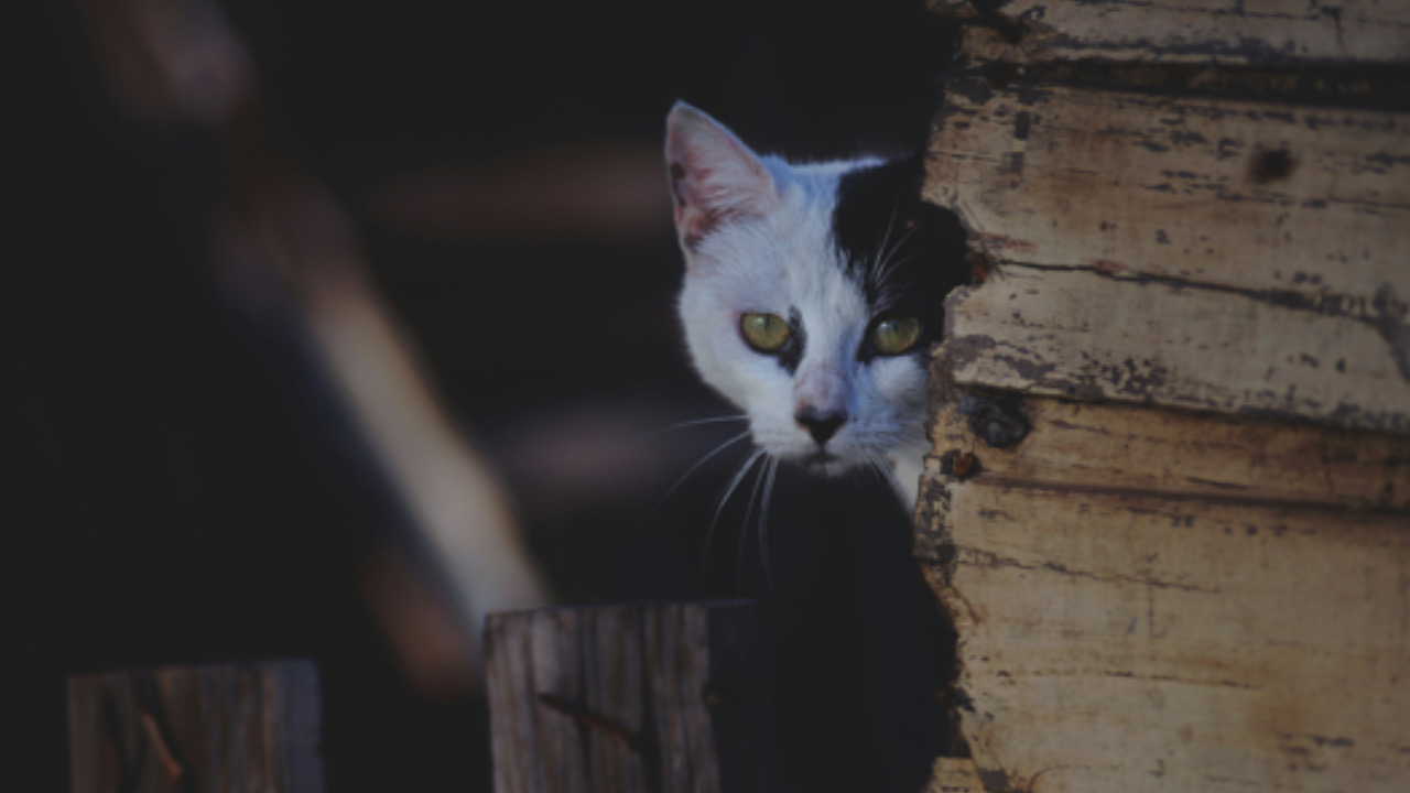 Gatto guarda fisso