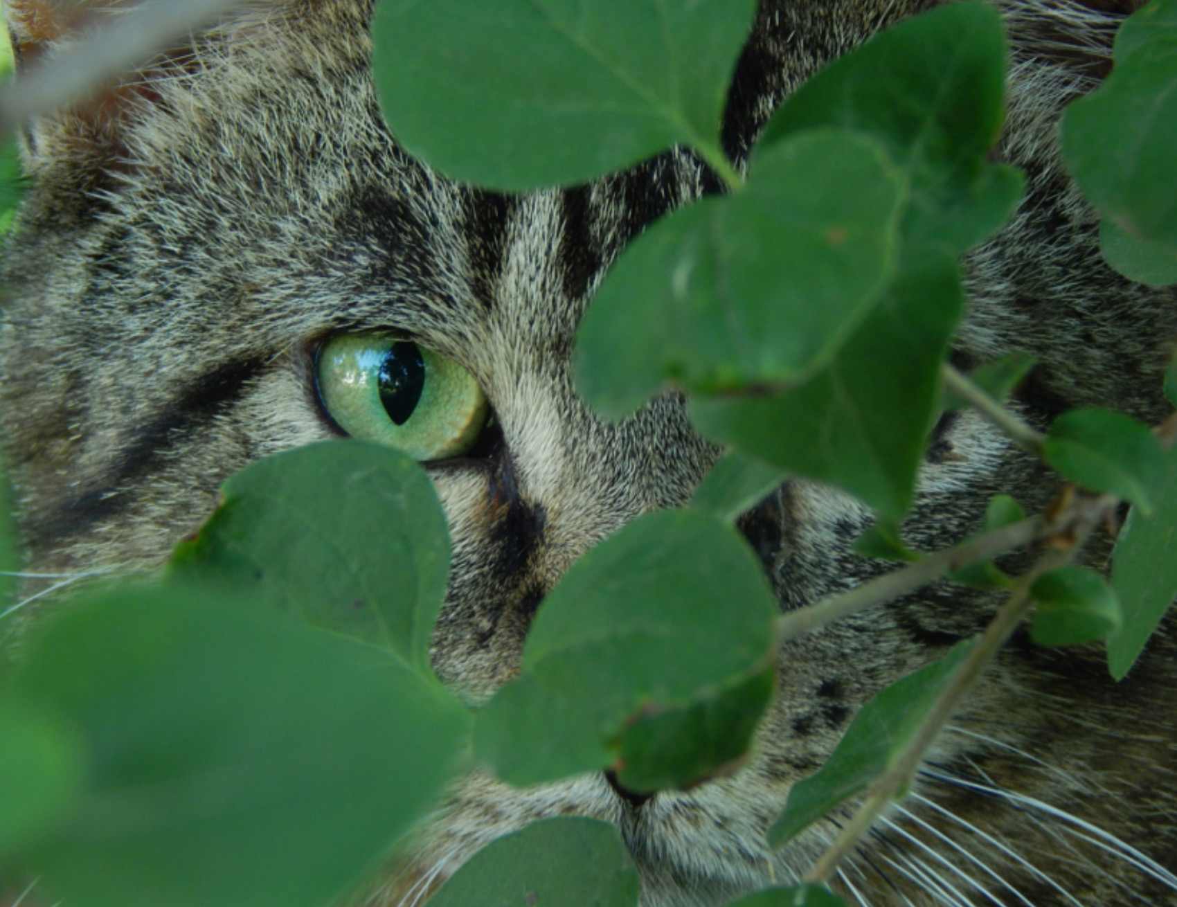 Gatto si nasconde