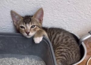 Sì, decisamente questo gattino ha scelto un posto davvero “insolito” per rilassarsi