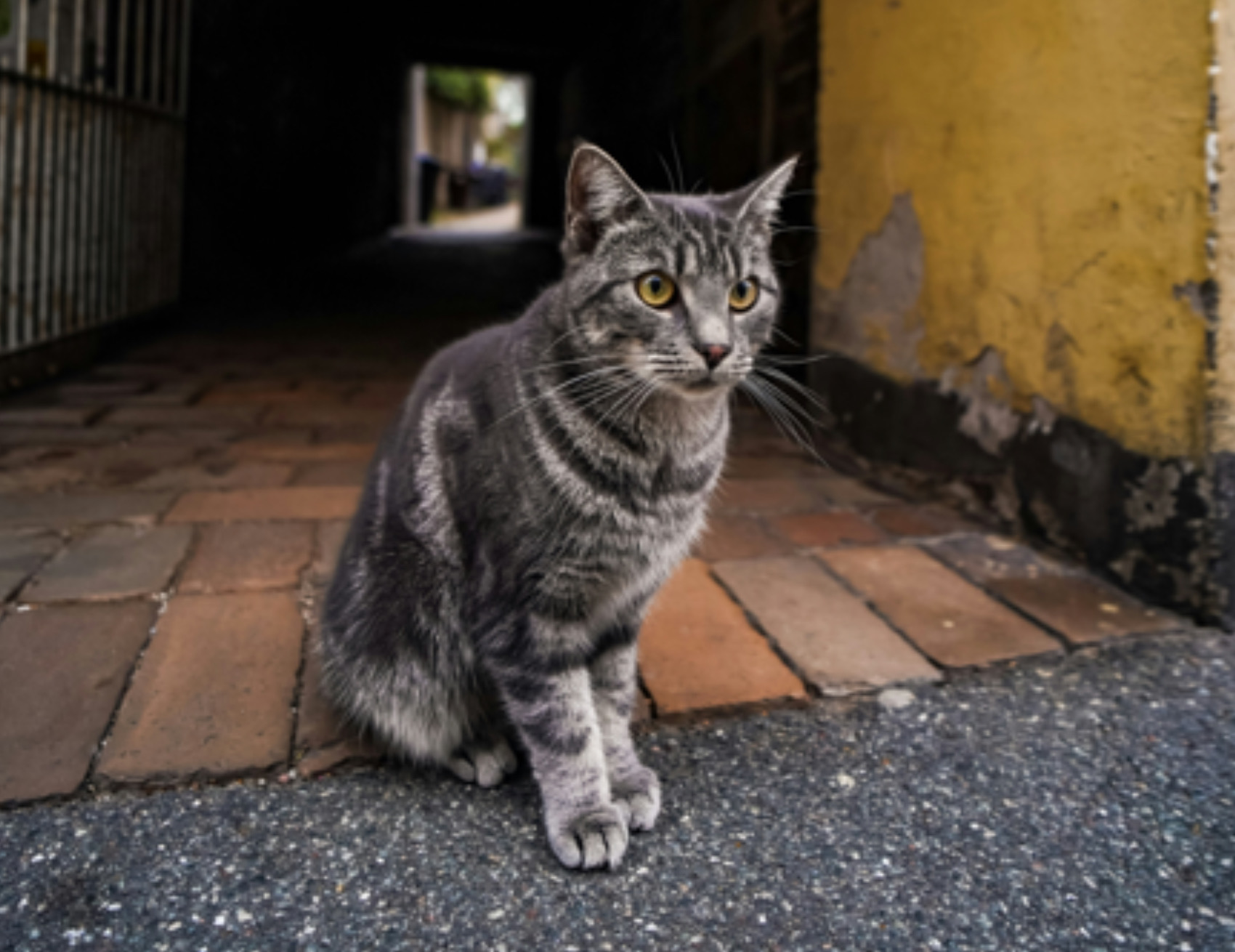 Gatto guarda avanti