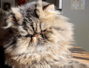 Tintarella felina: queste 5 foto dimostrano che anche i gatti adorano prendere il sole