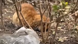 Troppo debole per chiedere aiuto, questo gatto randagio giaceva tra i cespugli cercando di respirare – Video