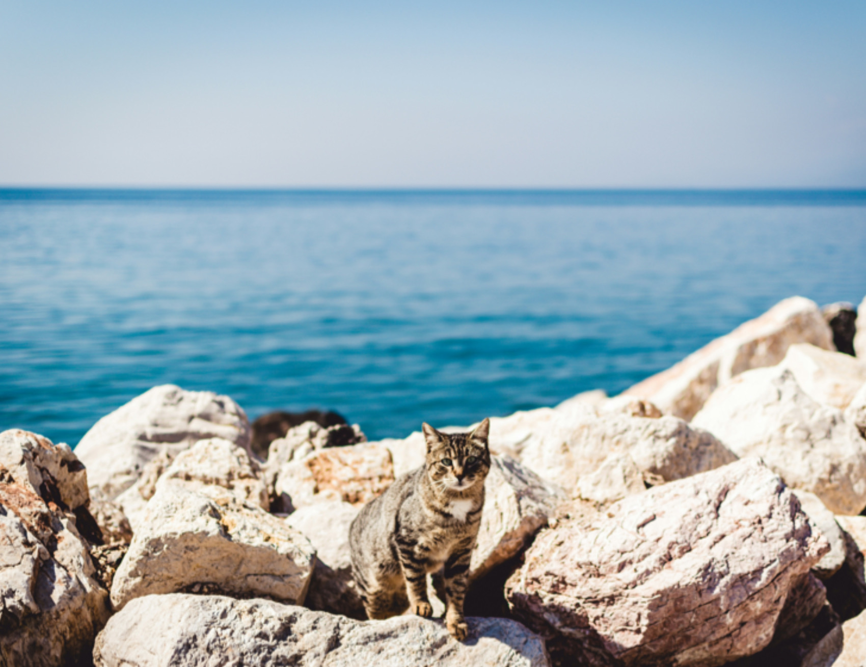 Gatto al mare