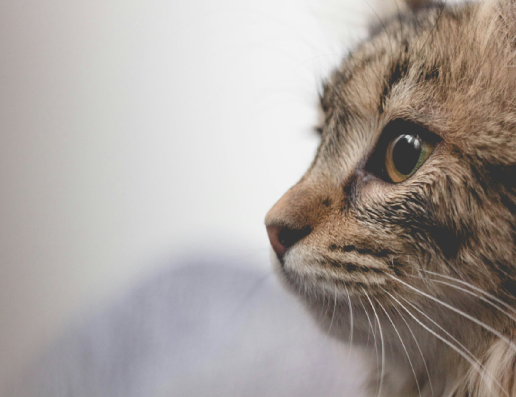 Gatto guarda a lato