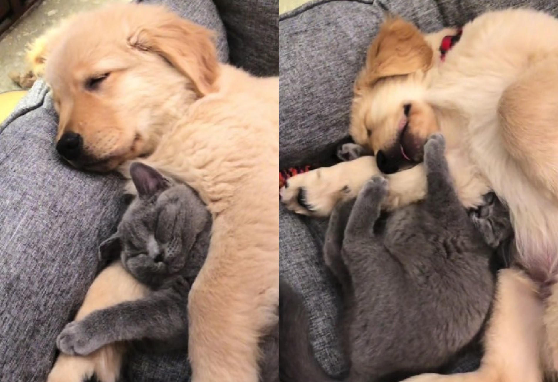 crescere insieme gattino e cagnolino