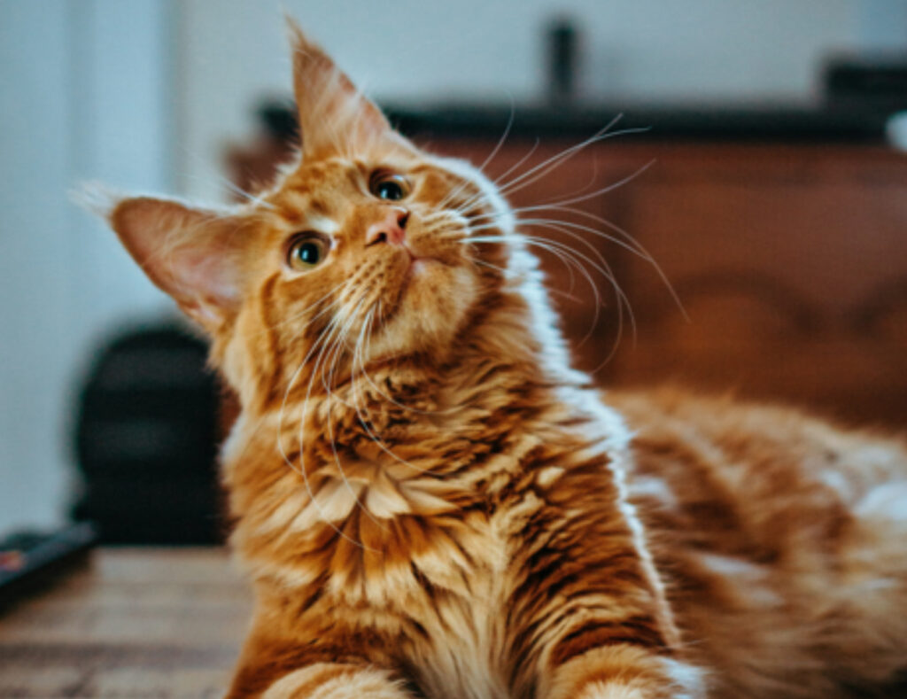 Un’altra ricerca ci rivela qual è il gatto più longevo in assoluto