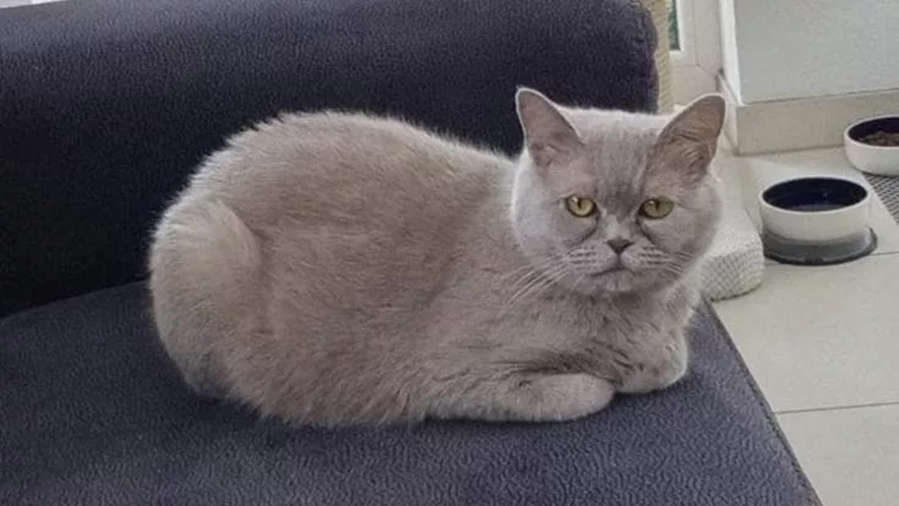 Gatto grigio sulla poltrona