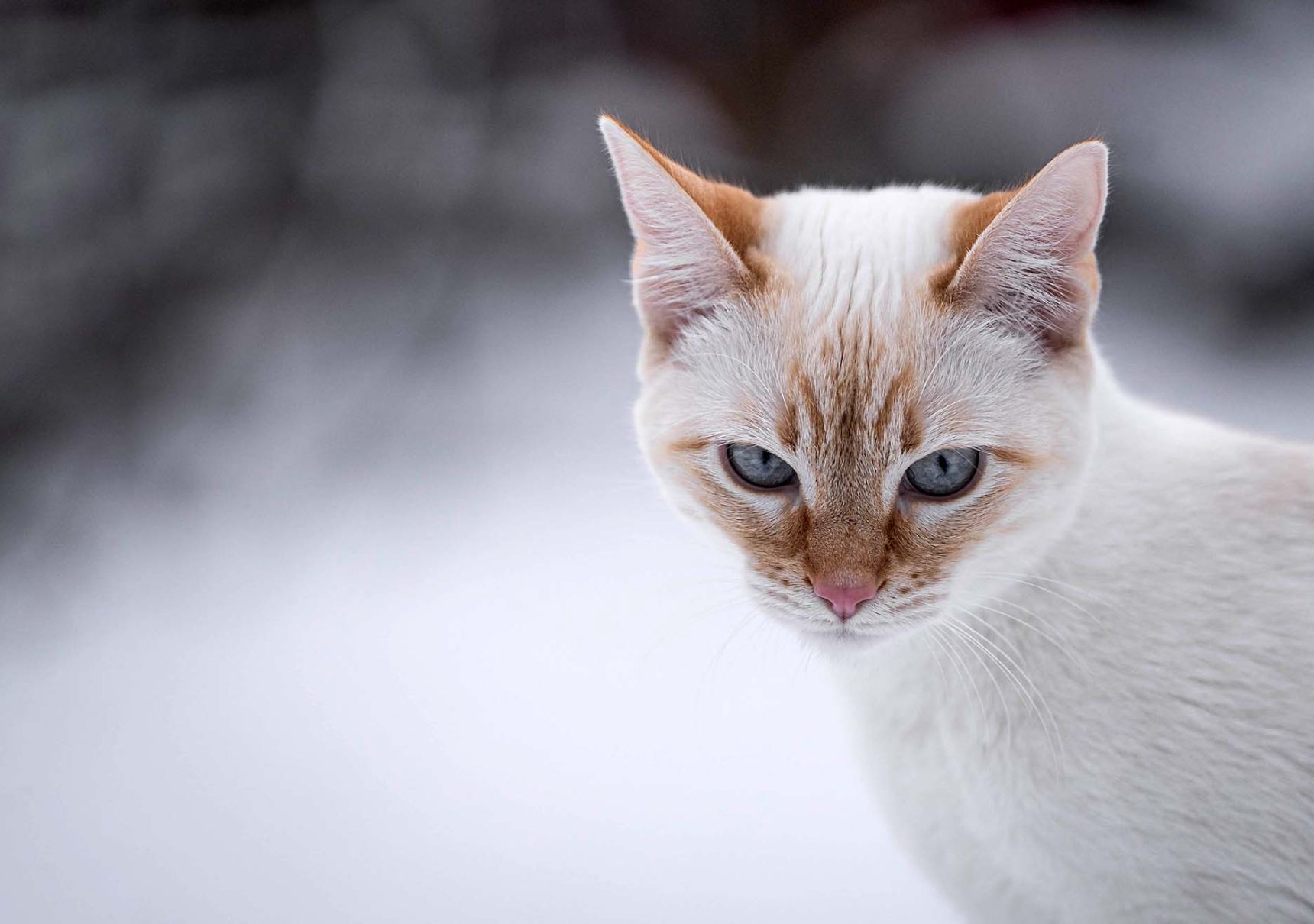 gatto bianco e miele