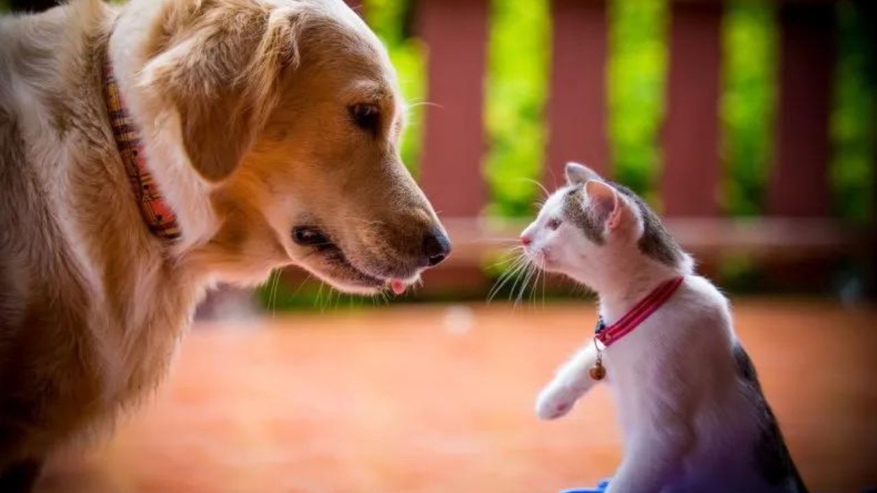 cane e gatto