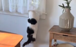Il modo in cui questo gatto non smette di fissare gli uccelli fa davvero impazzire tutti (VIDEO)