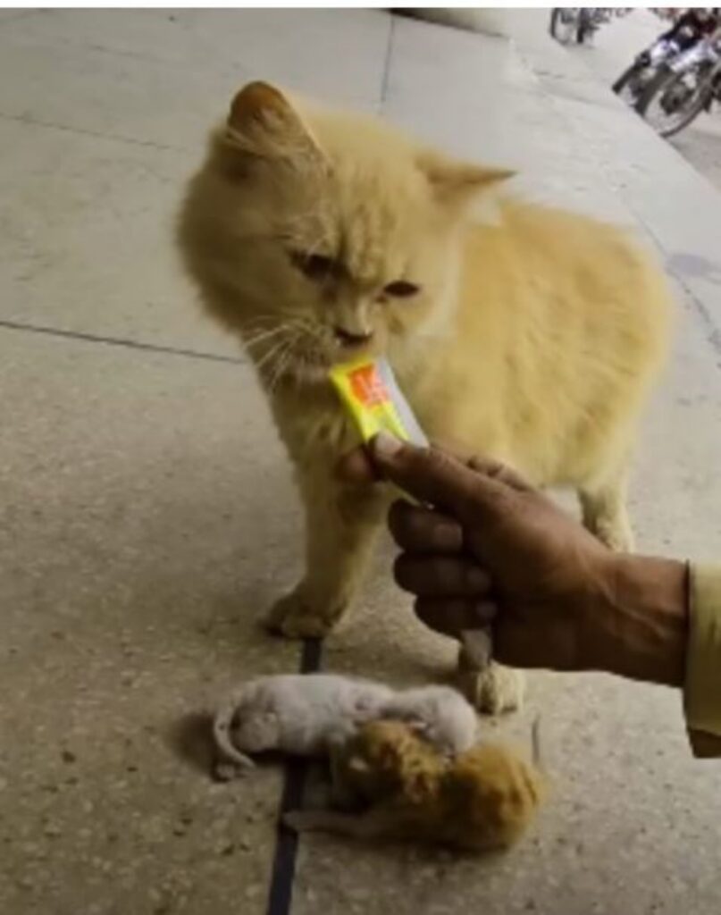 una mamma gatta con due gattini