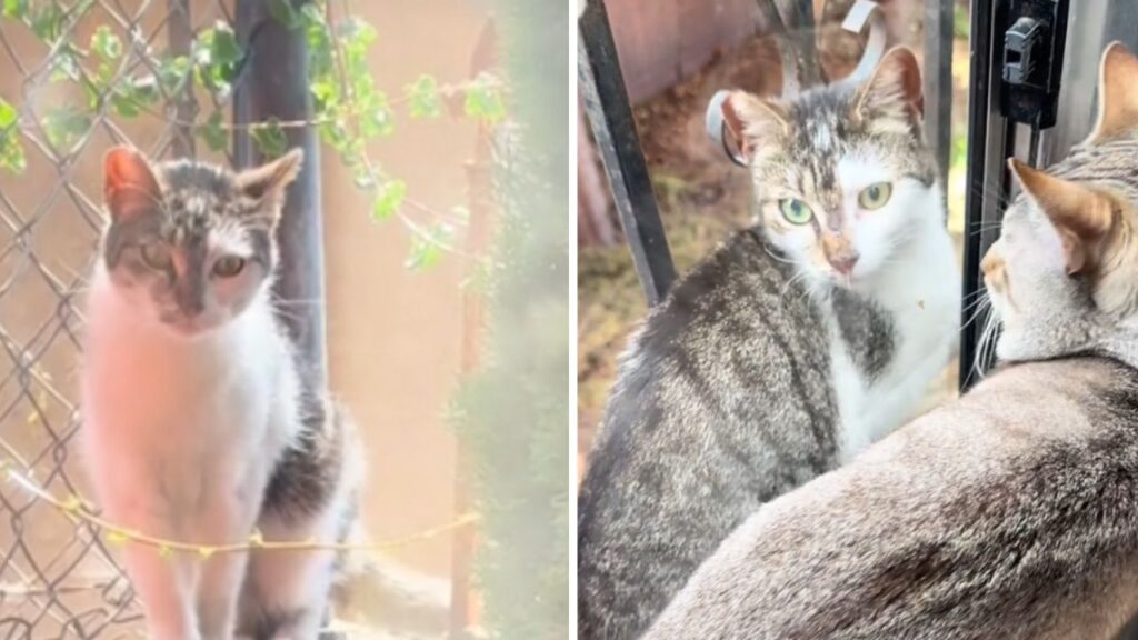 gatti con pelo bianco e grigio