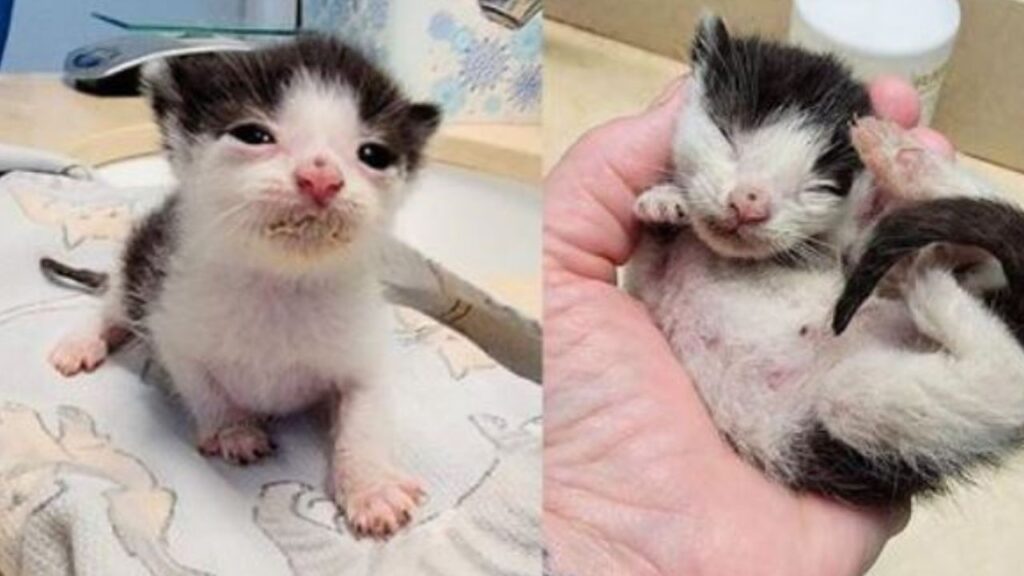 un gattino bianco e nero