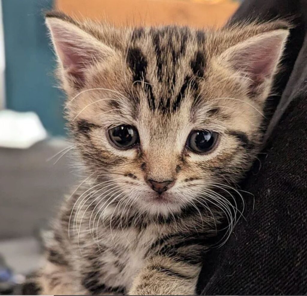 un gattino tigrato piccolo