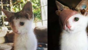Aveva quattro orecchie e un solo occhio: questo gatto straordinario doveva trovare una famiglia amorevole