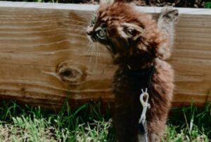 La donna trova per strada un gattino in condizioni terribili ma non esita e lo porta subito a casa