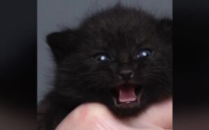 83 giorni in 5 secondi: il video delle crescita di questo gattino nero è davvero emozionante (VIDEO)