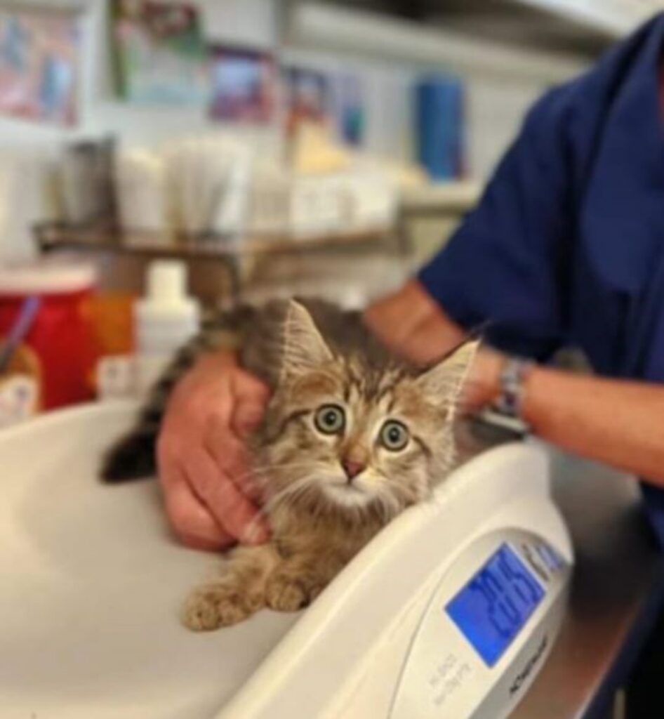 un gattino in clinica