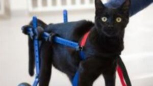 Il gattino randagio paralizzato si emoziona quando, finalmente, può tornare a camminare