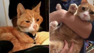 La donna scopre che questo gatto arancione è in lista per l’eutanasia e decide che non può accettarlo per nessun motivo