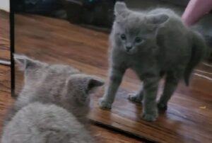 Non riesce proprio a capire: il gattino si vede allo specchio ma per lui è un immenso trauma