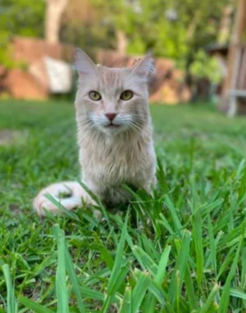 una gatta al parco