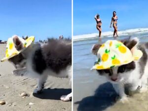 Il gattino minuscolo che si gode una giornata in spiaggia è tutto quello che hai bisogno di vedere oggi