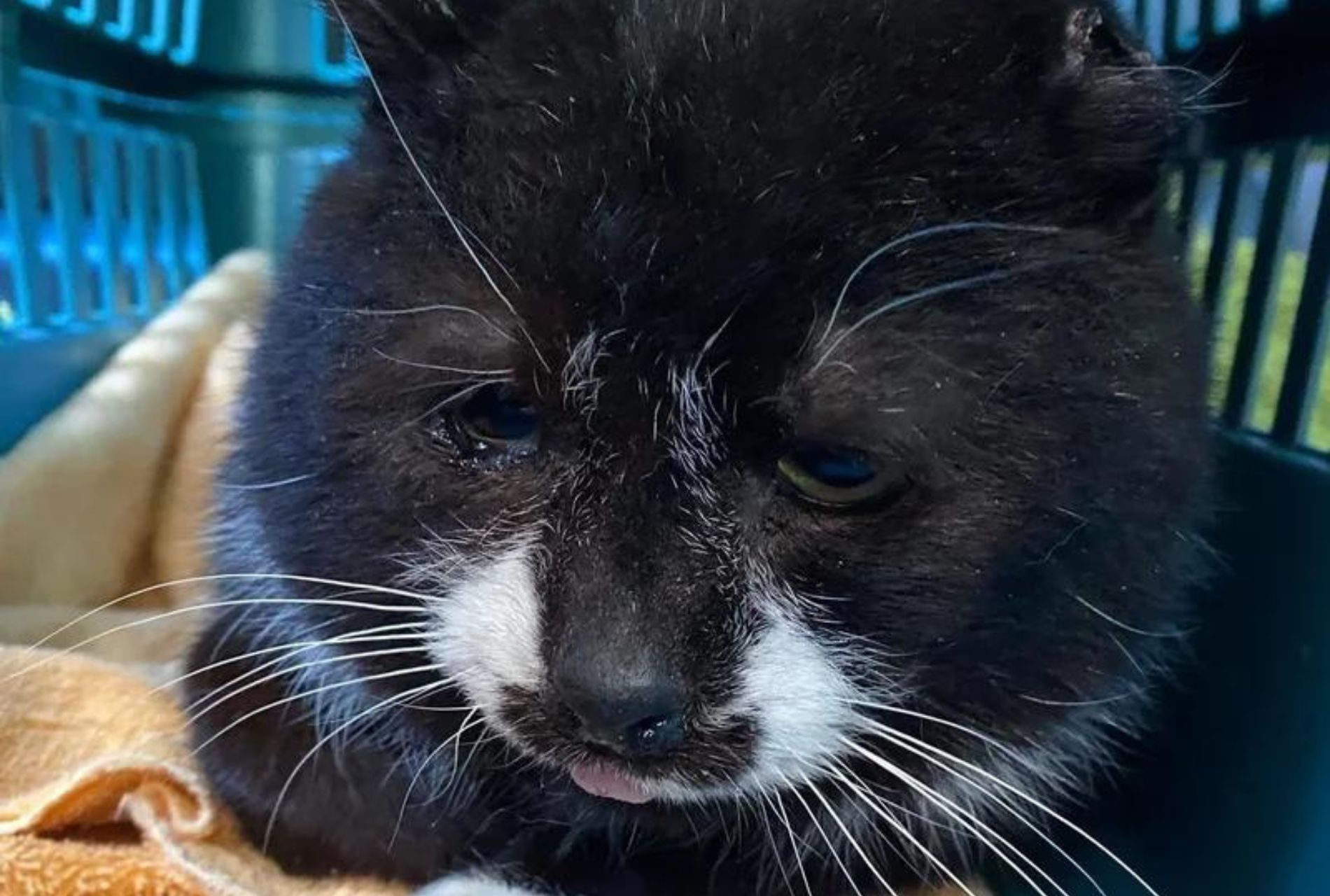 gatto bianco e nero