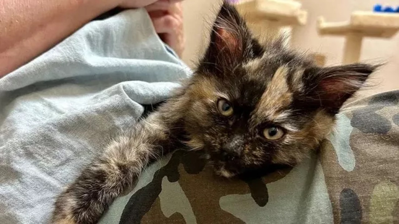 Gatto calico nato femmina diventa maschio