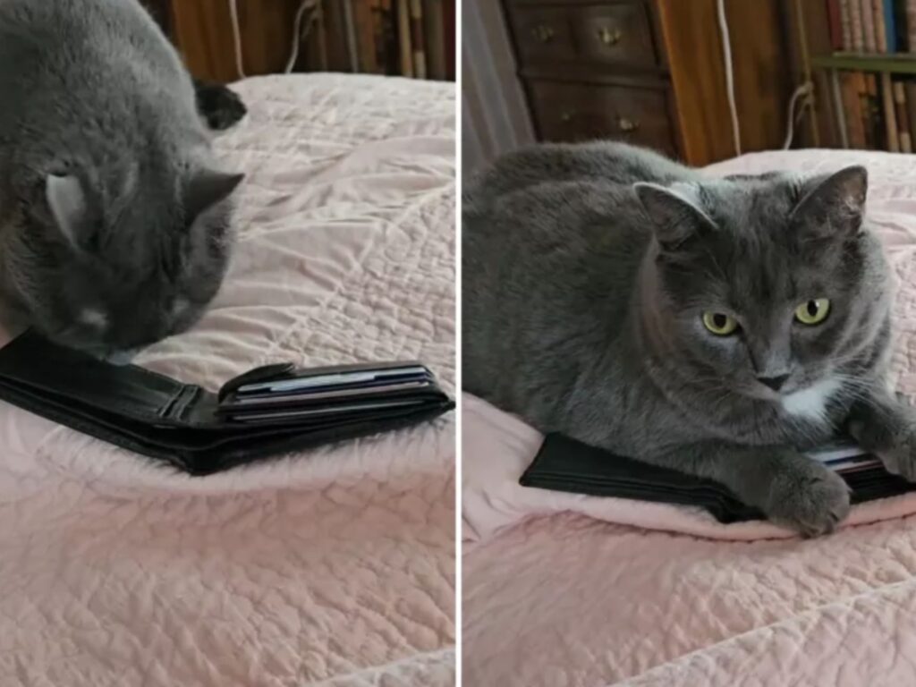 Il gatto trova il portafogli del suo defunto proprietario e la sua reazione fa piangere chiunque la osservi