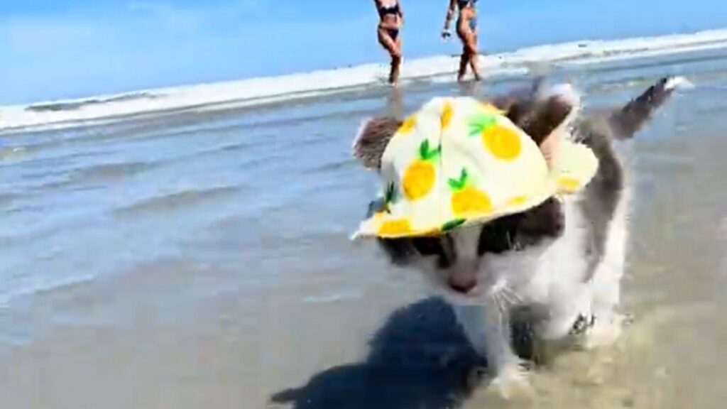 gattino in spiaggia