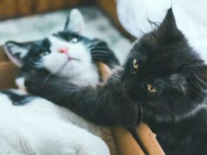 Il gatto che tenta di “uccidere” il suo fratello felino è diventata una vera icona del web