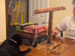 La competitività è felina: questa donna lo capisce giocando a un gioco da tavolo con il suo gatto