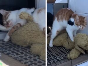 La gatta marinaia trova l’amore grazie a un peluche “primo ufficiale” molto speciale