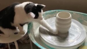 Gatto fa i vasi in argilla insieme alla sua mamma umana