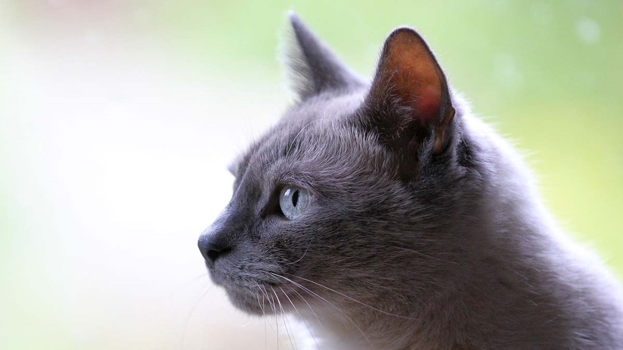 Gatto con gli occhi azzurri