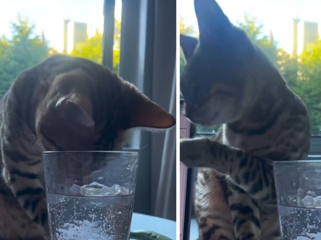 Il Gatto del Bengala curioso ruba un po’ di bevanda frizzante dalla mamma e riceve una sorpresa