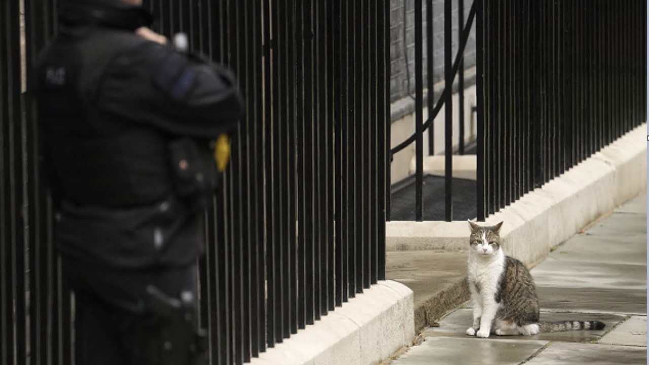 gatto Larry di Downing Street