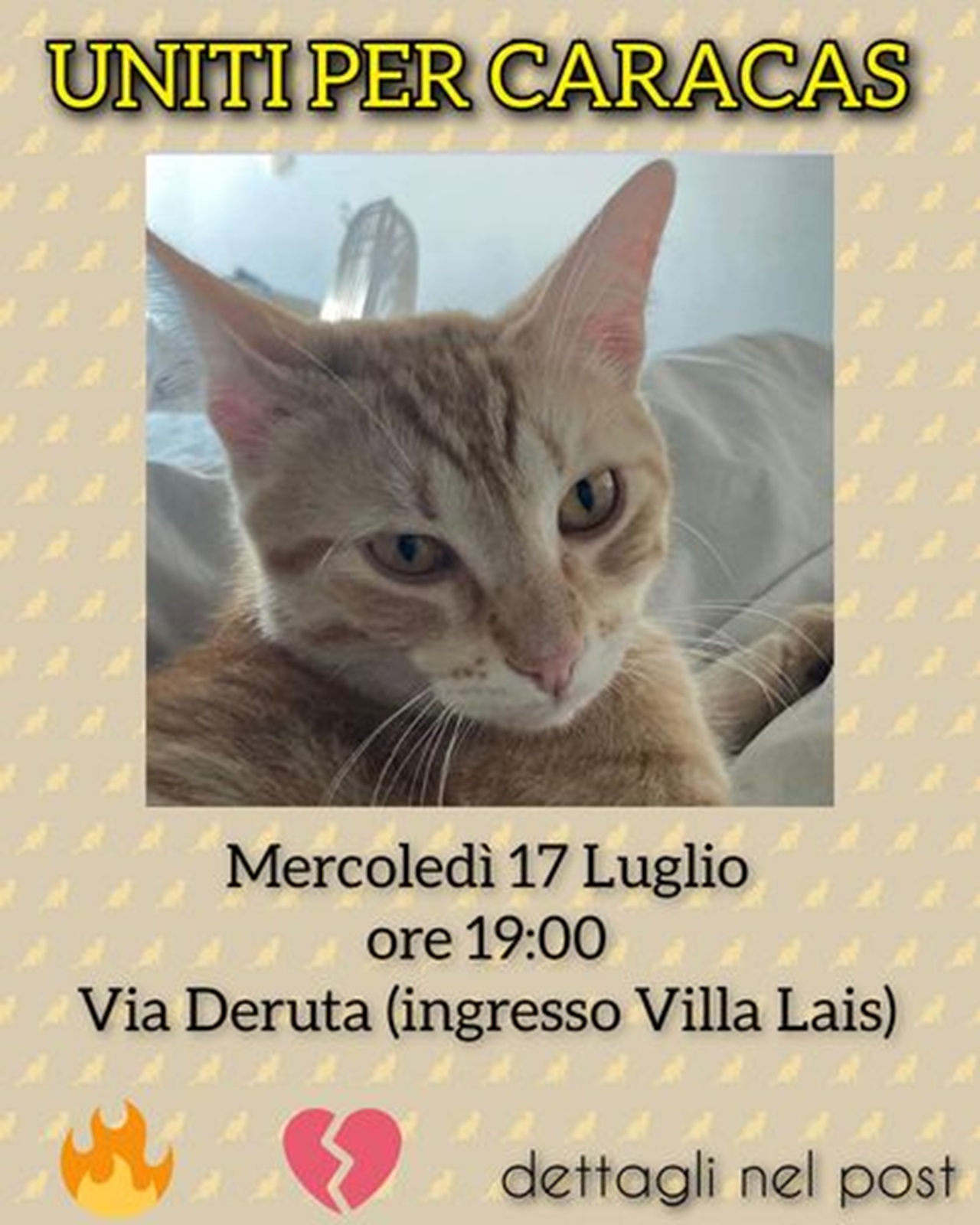 Fiaccolata per il gatto