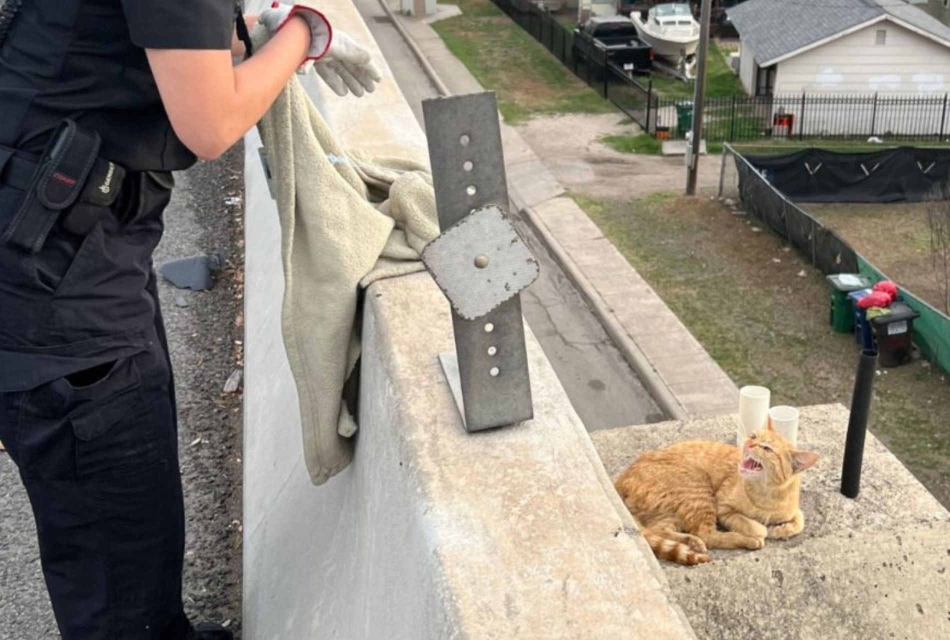 gatto salvato da un cavalcavia