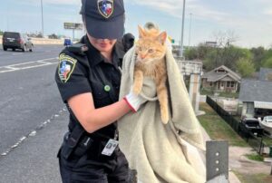 Dopo essere stato ritrovato in serio pericolo sul cavalcavia, questo gatto inizia un’avventura per iniziare una nuova vita