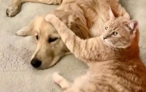 Gatto torna a vivere felice accanto a un cane uguale a quello che ha dovuto salutare troppo presto