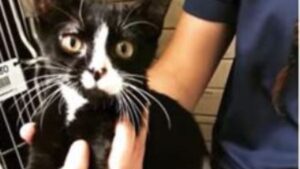 Il gatto a tre zampe era stato condannato all’eutanasia, ma quando un uomo lo scopre fa l’impossibile per salvarlo