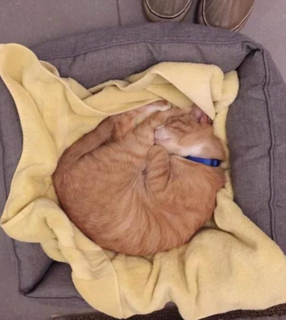 un gatto arancione che dorme