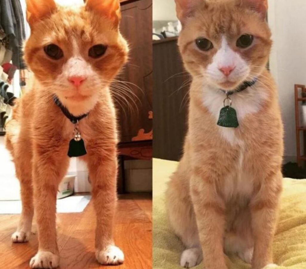 prima e dopo di un gatto anziano