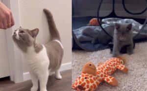 Il padrone cerca di preparare il gatto all’arrivo di un nuovo gattino, ma non si aspetta la sua reazione (VIDEO)