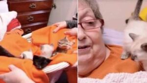 La paziente dell’Hospice esprime il suo ultimo desiderio: coccolare un cesto pieno di gattini