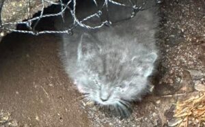 I soccorritori salvano questa gattina dalla fogna, ma poi si rendono conto che non è sola