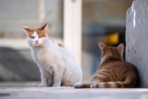 Uno sport spietato contro i gatti randagi in Nuova Zelanda: la competizione che fa discutere